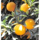 小春日散歩　郡司幸子さん