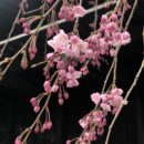 六地蔵さんの枝垂れ桜０１喜多幸子さん