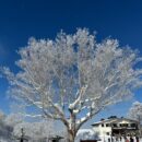 樹氷　垣内早苗さん