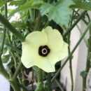 オクラ　和田幸子さん