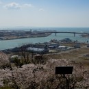 石巻市日和山からの眺望  -桜と旧北上川河口- 橋 本　陞さん